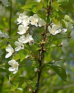 Écorce âgée brun rougeâtre, s’exfoliant en minces lanières horizontales.