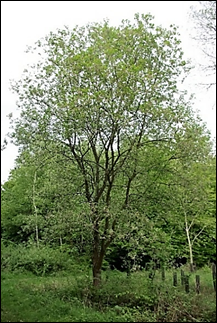 Arbuste ( microphanérophyte) ou arbre (mésophanérophyte) à feuilles caduques atteignant 3 – 12 m de haut. Houppier en dôme.