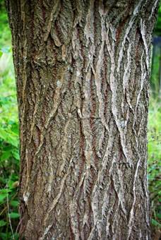 Limbe long de 4 – 10 cm, elliptique, à bords ondulés. Face supérieure verte, peu ou pas gaufrée, devenant glabre (à gauche). Face inférieure glauque, tomenteuse, à nervures saillantes (à droite).