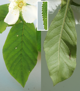 Arbuste (microphanérophyte) à feuilles caduques, haut de 1,5 – 4 m.