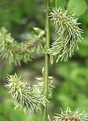 Bourgeons à feuilles longs de 4 – 5 mm, aplatis, plus ou moins appliqués contre le rameau (à gauche). Bourgeons floraux ovoïdes coniques, brun orangé (à droite).