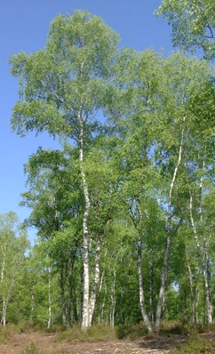 Arbre (mésophanérophyte) à feuilles caduques, haut de 10 - 20 m. Houppier peu dense, à branches dressées puis retombantes (d’où le nom scientifique de pendula ).