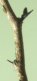 Limbe elliptique, grand (L: 5 – 12 cm), pointu, mat et foncé dessus (à gauche), plus pâle et duveteux dessous (à droite). Bords finement denticulés (encadré). Pétiole court.