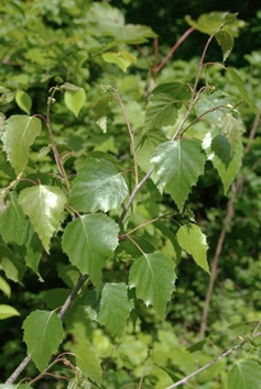 Feuilles entières, alternes, un peu luisantes.