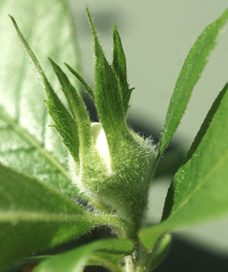 Inflorescences : fleurs solitaires, au centre de bouquets de feuilles.
