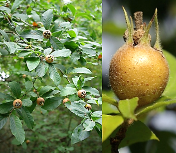 Fleurs hermaphrodites régulières, grandes (Ø: 3 – 4 cm), blanches, à cinq pétales arrondis. Sur la partie terminale des rameaux.