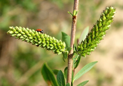 Arbrisseau (nanophanérophyte) ou arbuste (microphanérophyte) à feuilles caduques, haut de 2 – 4 m. Port touffu, souvent en boule.