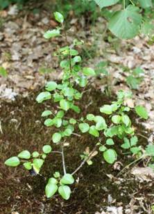 Arbuste ou arbre (microphanérophyte) à feuilles caduques, haut de 3 – 15 m ( ici un très jeune sujet ).
© Jean GUITTET
