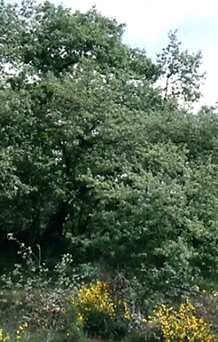 Arbre (mésophanérophyte) à feuilles caduques (ou marcescentes), haut de 5 – 12 m. Port souvent tortueux (voir photographie ci-dessous).