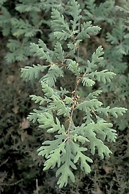 Feuilles entières, alternes, grandes (L: 8 – 18 cm), grisâtres.