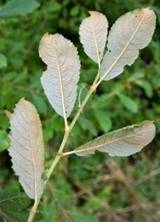 Arbrisseau ou arbuste (microphanérophyte) à feuilles caduques, haut de 3 – 6 m.