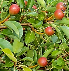 Fruits presque sphériques, petits (Ø : 3 – 4 cm), brun roussâtre, durs.
© Jean GUITTET
