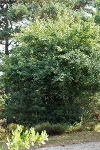 Arbuste ou arbre (mésophanérophyte) à feuilles caduques, haut de 3 – 8 m. Cime arrondie. Jeunes rameaux parfois épineux.