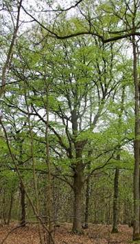 Grand arbre (macrophanérophyte) à feuilles caduques, haut de 30 – 40 m. Houppier puissant, aux branches redressées à 60°.