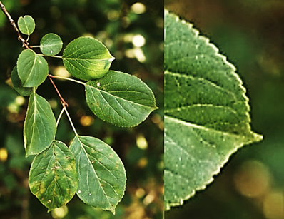 Feuilles entières, alternes, plus ou moins longuement pétiolées, un peu apiculées au sommet (à droite).
