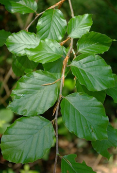 Feuilles entières, alternes, vert foncé.