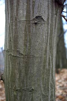 Arbre (mésophanérophyte) à feuilles caduques, haut de 10 – 20 m. Houppier ovoïde assez étroit.