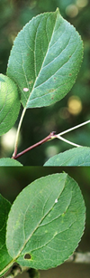 Limbe elliptique, denticulé, à 3 – 5 paires de nervures, saillantes dessous (en bas).