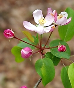 Inflorescences : bouquets de 4 – 8 fleurs, presque en ombelle.