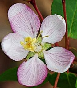 Fleurs hermaphrodites grandes (Ø: 3 – 4 cm), régulières, à pétales blancs lavés de rose.