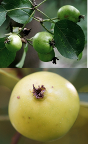 Fruits sphériques (Ø: 3 – 4 cm), jaune verdâtre à maturité (en bas).