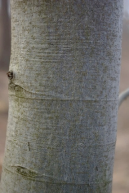 Limbe ovale, long de 4 – 9 cm, courtement pédonculé, à 6 – 8 paires de nervures, à marge entière légèrement ondulée et ciliée à l’état jeune (à droite).