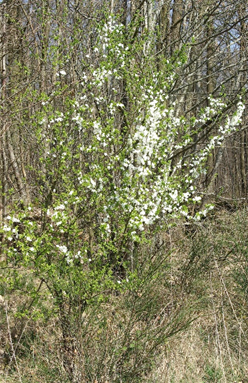 Arbrisseau (nano ou microphanérophyte) très épineux , à feuilles caduques, haut de 1 – 4 m, touffu (nombreux drageons), à ramifications denses et enchevêtrées.
