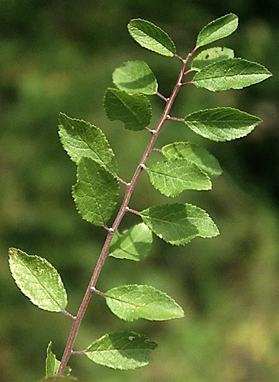 Feuilles entières, alternes, petites, de forme variable.