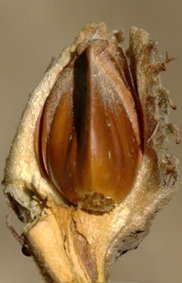 Bourgeons longs (L: 2 cm), en forme de fuseau très pointu, à nombreuses écailles brunes.
