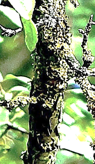 Bourgeons petits, presque globuleux, bruns.