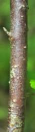 Arbrisseau (nanophanérophyte) à feuilles caduques, haut de 0,6 – 1,2 m. Non épineux.