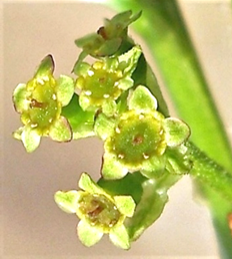 Feuilles entières, petites (L: 2 – 4 cm), à nervation palmée, à 3 – 5 lobes dentés, presque glabres. Pétiole plus court que le limbe.
