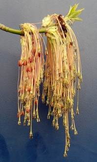 Arbre (mésophanérophyte) à feuilles caduques, haut de 15 – 20 m. Houppier clair. Tronc court.