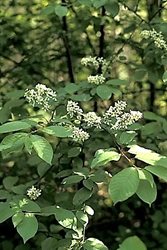 Arbuste (microphanérophyte) à feuilles caduques haut de 1,5 – 5 (10) m.