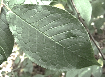 Feuilles entières, alternes, à limbe elliptique et finement denté, aigu, vert sombre, long de 6 – 10 cm, plus ou moins arrondi ou en cœur à la base. Pétiole sans glandes.