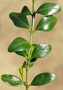Arbuste ou arbrisseau (microphanérophyte) à feuilles persistantes, haut de 1,5 – 5 m. Très ramifié et touffu.