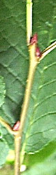 Bourgeons ovoïdes pointus, brun rougeâtre, plus ou moins appliqués.