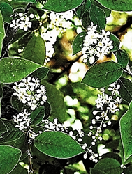 Inflorescences : longues grappes de 10 – 15 fleurs, dressées puis pendantes.
