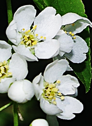 Fleurs hermaphrodites, régulières, blanches, petites (Ø: 1 – 1,5 cm).