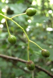 Fruits : drupes globuleuses (Ø: 6 – 9 mm), luisantes, devenant noires à maturité.