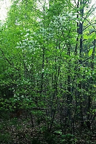 Arbuste (microphanérophyte) à feuilles caduques, haut de 3 – 4 m.