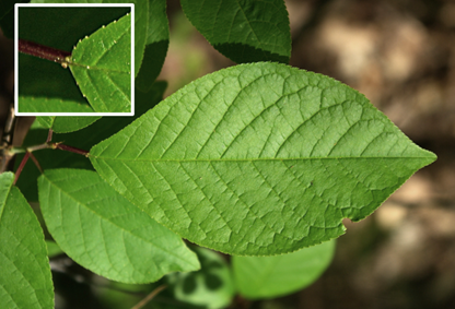 Feuilles entières, alternes, à limbe ovale terminé en pointe, long de 5 – 10 cm, dessus vert mat, à bords finement dentés, muni de deux glandes au sommet du pétiole (encadré).