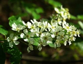 Inflorescences : grappes cylindriques denses et allongées, longues de 8 – 15 cm, à l’extrémité des rameaux.