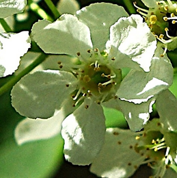Fleurs hermaphrodites, odorantes, régulières (Ø: 1,3 – 2,5 mm), à cinq pétales blancs, arrondis et concaves.