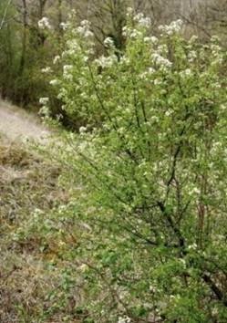 Arbuste (microphanérophyte) à feuilles caduques, haut de 2 – 4 (5) m.
