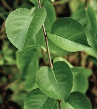 Feuilles entières, alternes, petites (L: 4 – 6 cm), brillantes dessus.
