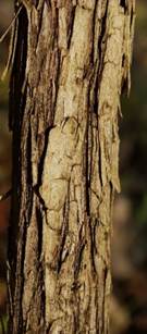 Arbrisseau (nanophanérophyte) à feuilles caduques, haut de 0,7 – 2 m.