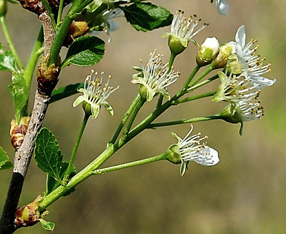 Inflorescences : corymbes de 3 – 11 fleurs, sur un pédoncule pourvu de quelques feuilles à la base.