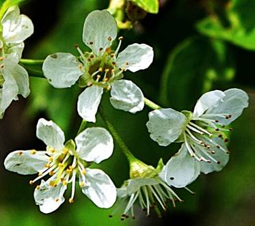 Fleurs hermaphrodites régulières, à pétales blancs, longs de 6 – 9 mm.