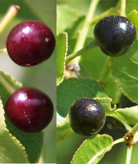 Fruits : petites drupes globuleuses (Ø: 6 – 10 mm), brillantes, d’abord rouges (à gauche) puis noires (à droite).